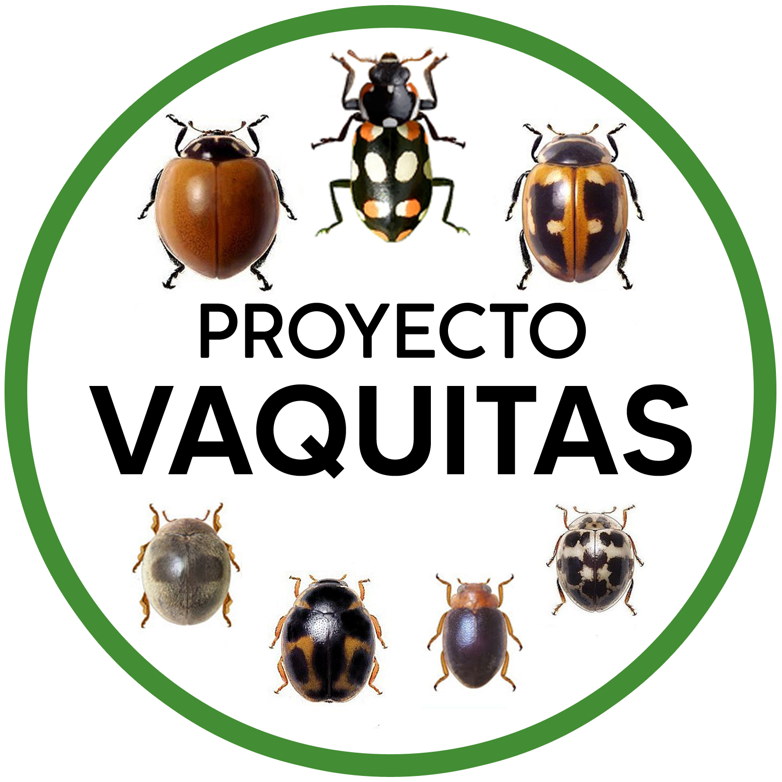 Lee más sobre el artículo Proyecto Vaquitas